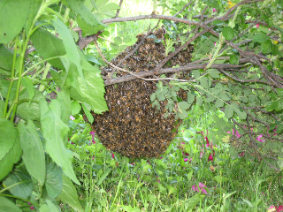 Gold Star Honeybees rescues a Swarm hanging on a low rose bush