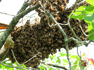 Gold Star Honeybees rescues a swarm wrapped around branches of a bush