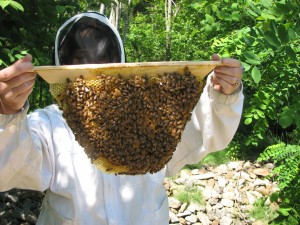 Natural Wax - Beeswax made BY bees, FOR bees!