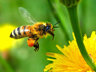 beekeeping jargon