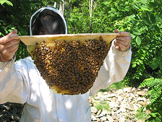 Bar By Bar Inspection of Top Bar Hive
