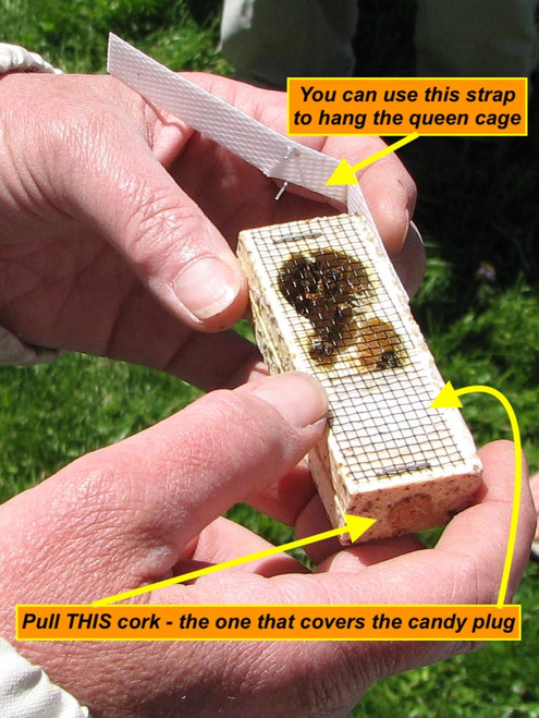 There's a queen cage inside of every 3 pound package of honey bees for sale at Gold Star Honeybees